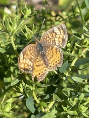 Phyciodes cocyta