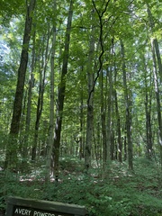 Acer nigrum