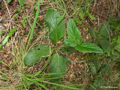 Calceolaria corymbosa