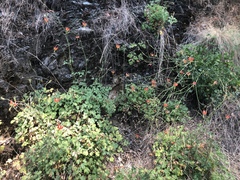Aquilegia eximia