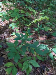 Agrimonia gryposepala