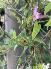 Cycloneda sanguinea