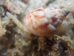 Nassarius spiratus