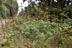 Cedronella canariensis