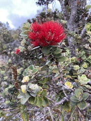 Metrosideros polymorpha