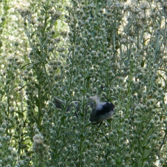 Poecile gambeli