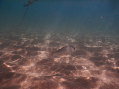 Seriola dumerili