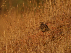 Lullula arborea