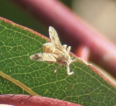 Danepteryx robusta