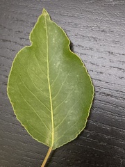 Magnoliopsida