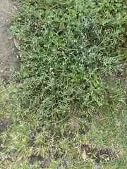 Heliotropium curassavicum