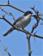 Microspingus melanoleucus