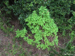 Calceolaria integrifolia