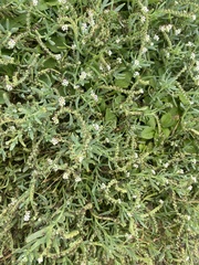 Heliotropium curassavicum