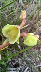 Pterygodium catholicum