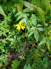 Coreopsis major