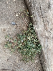 Chenopodiastrum murale