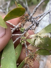 Melaleuca acacioides