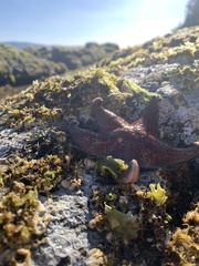 Dermasterias imbricata