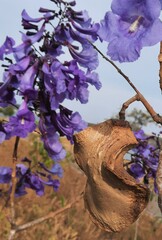 Jacaranda brasiliana