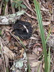 Sistrurus miliarius barbouri