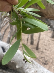 Melaleuca acacioides