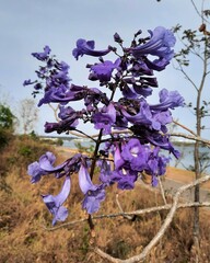 Jacaranda brasiliana