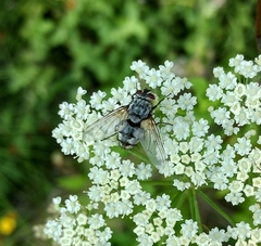Tachinidae