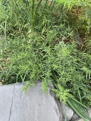 Epilobium leptophyllum