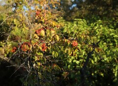 Paliurus spina-christi