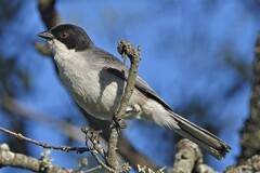 Microspingus melanoleucus