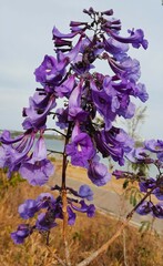 Jacaranda brasiliana