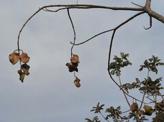 Jacaranda brasiliana