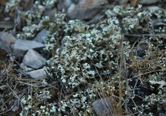 Cladonia foliacea