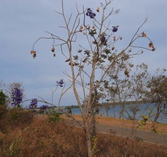 Jacaranda brasiliana