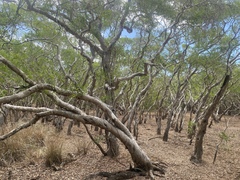Melaleuca acacioides