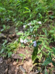 Elephantopus carolinianus