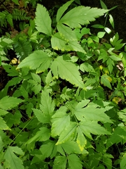 Xanthorhiza simplicissima