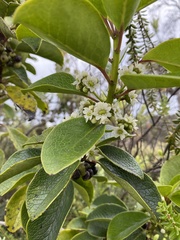 Ilex anomala