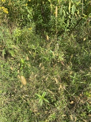 Setaria