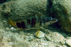 Serranus scriba