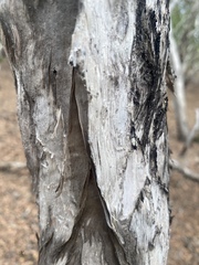 Melaleuca acacioides