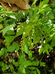 Xanthorhiza simplicissima