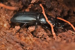 Platycerus oregonensis