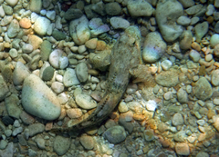 Gobius cobitis
