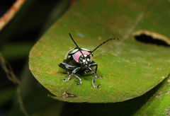 Omophoita octoguttata