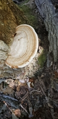 Ganoderma megaloma