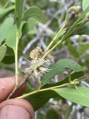 Melaleuca acacioides