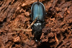 Platycerus oregonensis