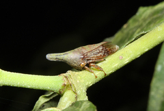 Aconophorini